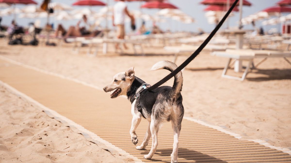 Vieste con la famiglia e il cane: spiagge e alloggi pet-friendly